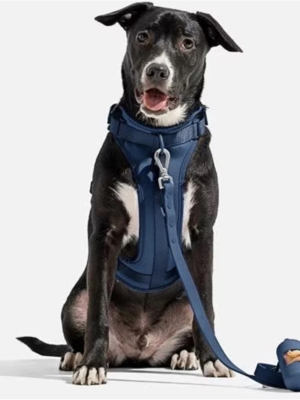 NWT Wild One Cushioned Dog Harness  - Large - Blue